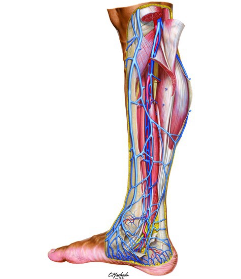 Nerves of the leg - posterior view