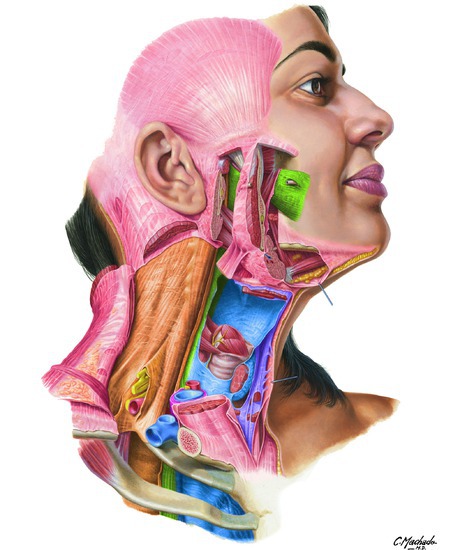Cervical Fascia