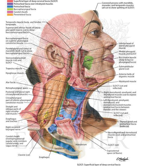 Cervical Fascia