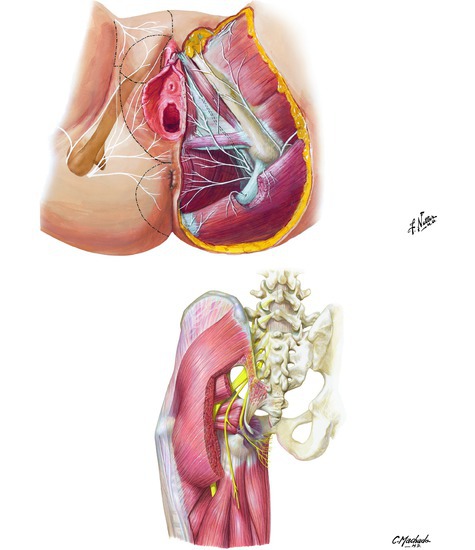 Nerves of Perineum and External Genitalia: Female