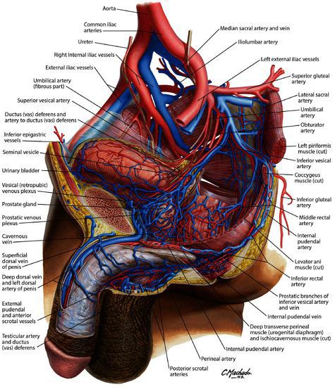 Watermarked preview of unlabeled image: Arteries and Veins of Pelvis: Male