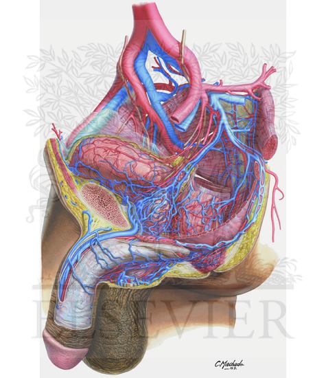 Arteries and Veins of Pelvis: Male