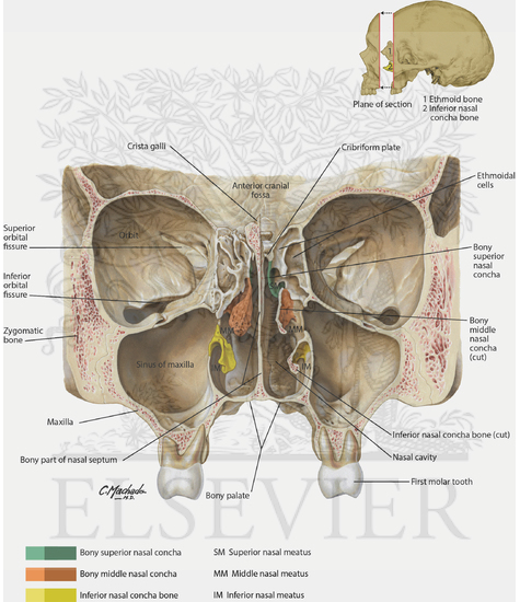 Nasal Skeleton and Paranasal Sinuses