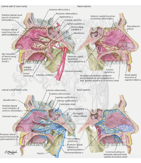Watermarked preview of unlabeled image: Vasculature of Nasal Cavity