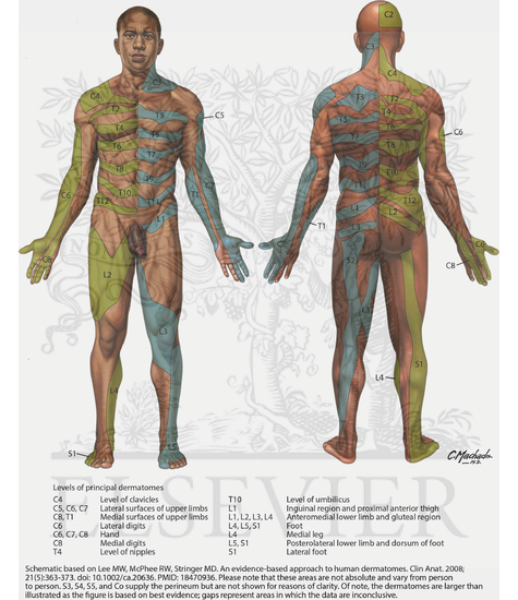 Dermatomes