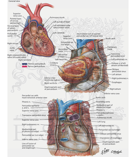Pericardial Sac and Pericardial Cavity