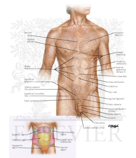 Surface Anatomy of Abdomen