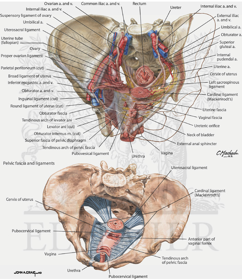 Uterus: Fascial Ligaments