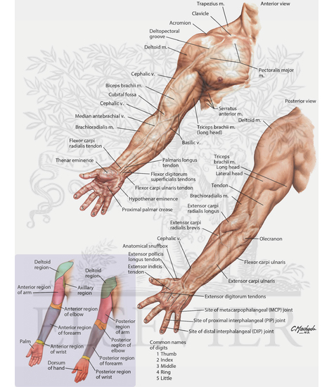 Surface Anatomy of Upper Limb