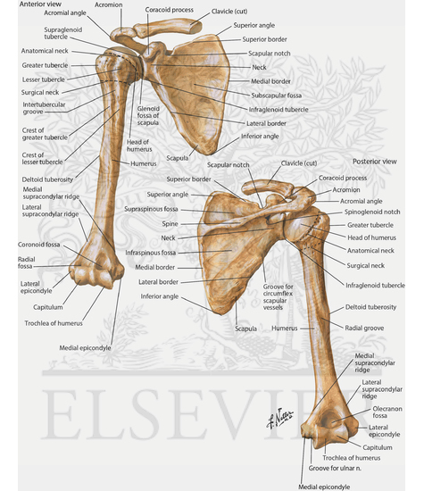 Humerus and Scapula