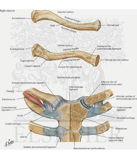 Clavicle and Sternoclavicular Joint