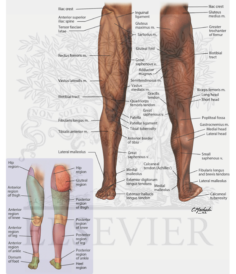 Surface Anatomy of Lower Limb
