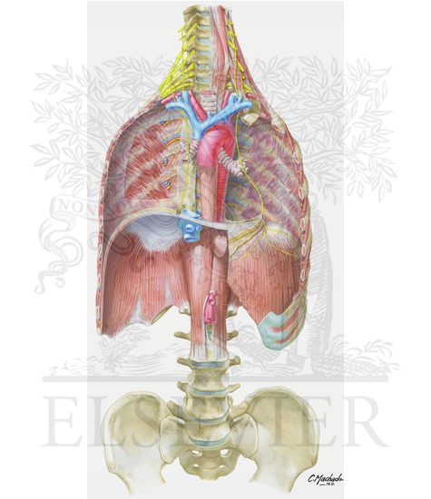 Phrenic Nerve