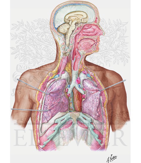 Watermarked preview of unlabeled image: Overview of Respiratory System