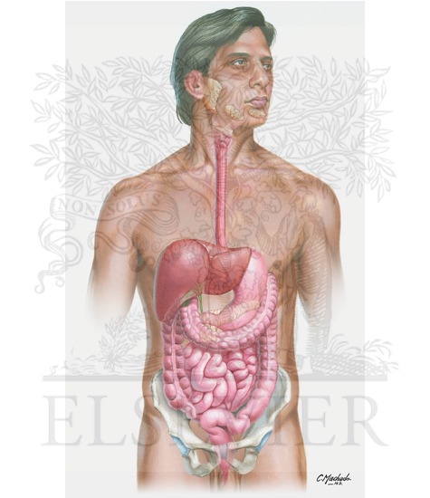 Overview of Digestive System