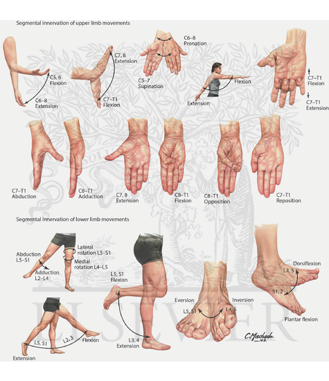 Watermarked preview of unlabeled image: Segmental Motor Nerve Function