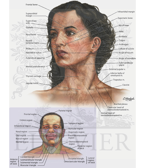 Surface Anatomy of Head and Neck