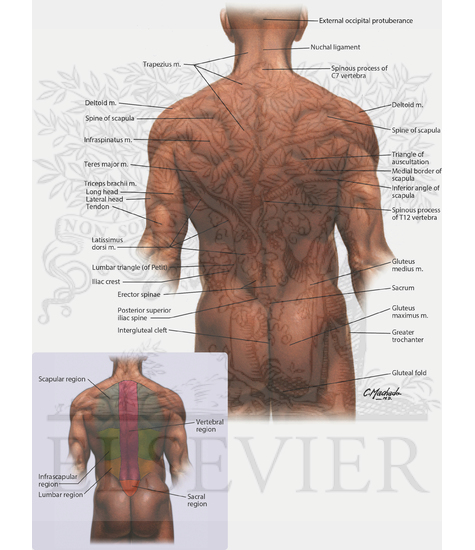 Surface Anatomy of Back