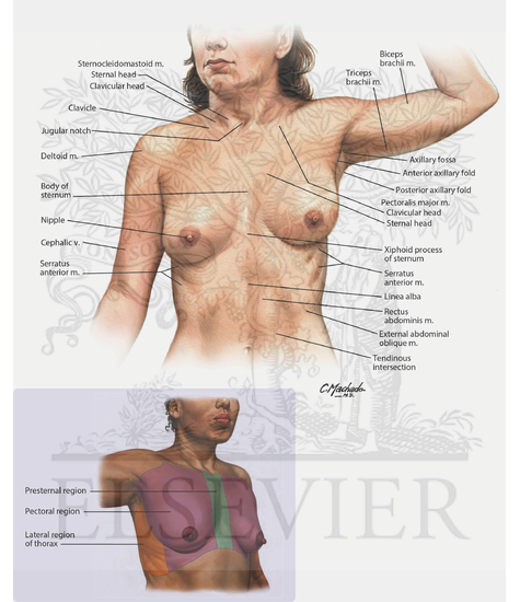 Surface Anatomy of Thorax