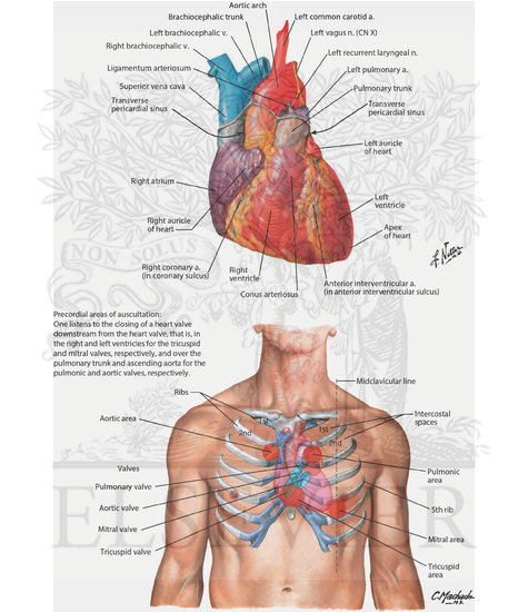 Heart and Precordial Areas of Auscultation