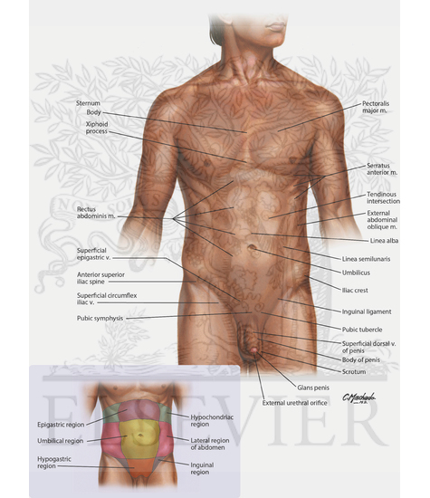 Surface Anatomy of Abdomen