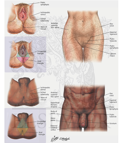 Watermarked preview of unlabeled image: Surface Anatomy of Pelvis