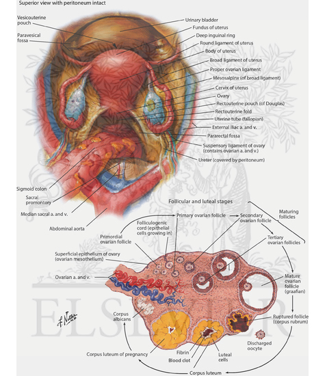 Female Internal Genital Organs