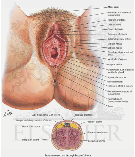 Female Perineum and External Genitalia