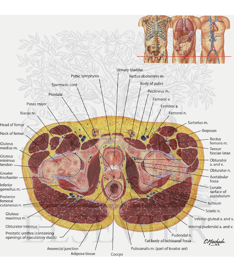 Watermarked preview of unlabeled image: Male Pelvis: Cross Section of Bladder‒Prostate Junction