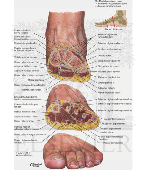 Watermarked preview of unlabeled image: Cross Section of Foot