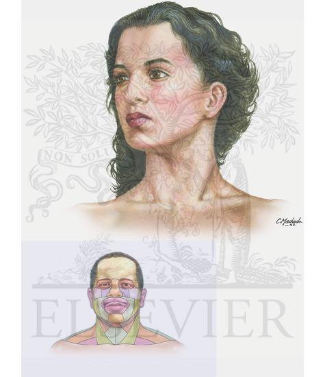 Surface Anatomy of Head and Neck