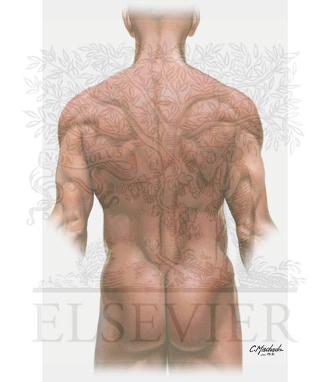 Surface Anatomy of Back