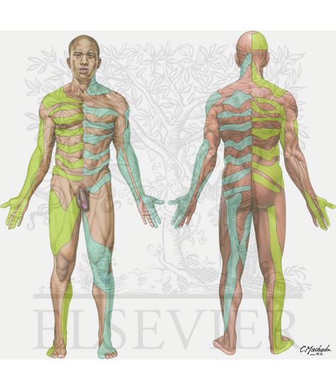 Dermatomes
