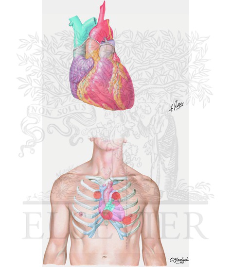 Heart and Precordial Areas of Auscultation