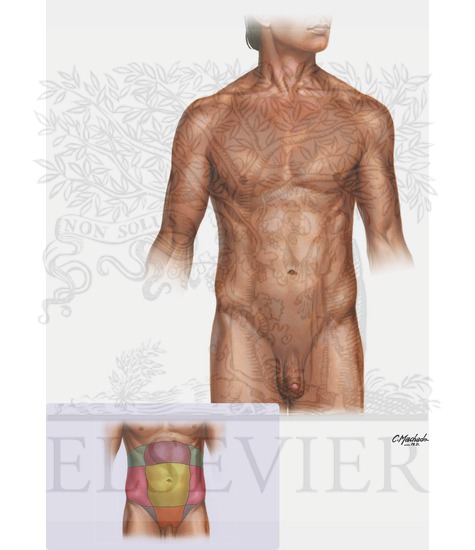 Surface Anatomy of Abdomen