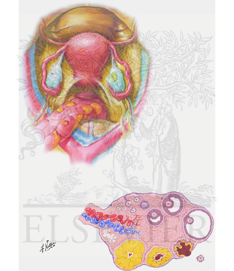 Female Internal Genital Organs