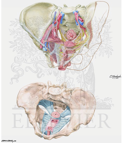 Uterus: Fascial Ligaments