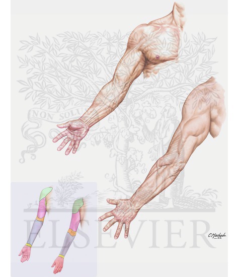 Surface Anatomy of Upper Limb