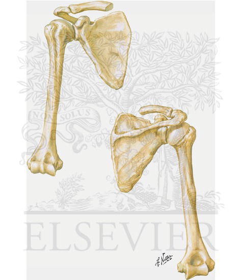 Humerus and Scapula