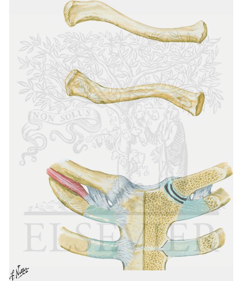 Clavicle and Sternoclavicular Joint