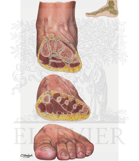 Cross Section of Foot