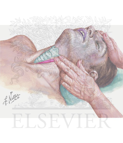 Circulation: Palpation of Carotid Pulse