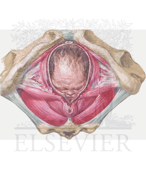 Fecal incontinence