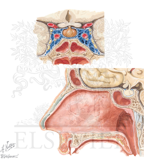 Coronal section through cavernous sinus