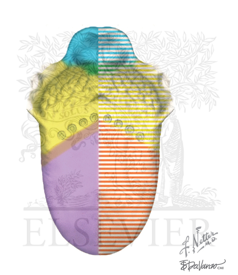 Oral cavity