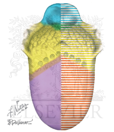 Tongue