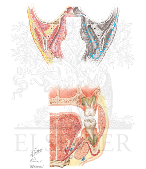 Cervcial Fascia