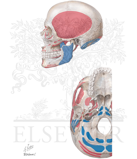Muscle Attachments of the Face: Lateral View and Inferior View