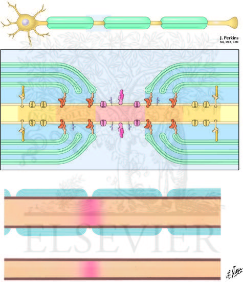 Node of Ranvier and Conduction Velocity