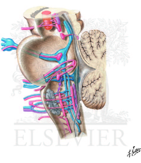 Cranial Nerves and Their Nuclei: Schematic Lateral View